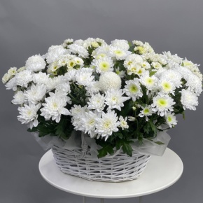 Композиция в корзине из микса хризантем в Лосино-Петровском