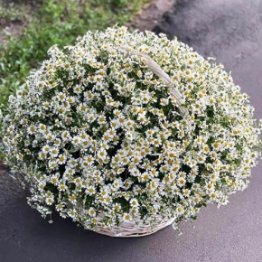 Композиция в корзине из 151 ромашки в Лосино-Петровском