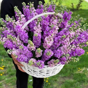 Композиция в корзине из 51 ароматной маттиолы в Лосино-Петровском
