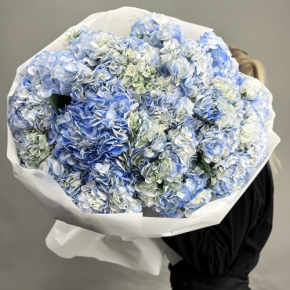 Букет из 23 синих гортензий в Лосино-Петровском