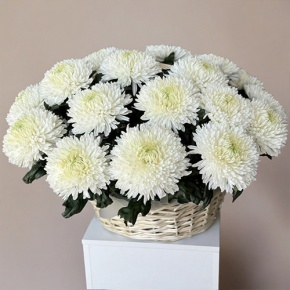Композиция в корзине из 25 хризантем Магнум в Лосино-Петровском