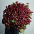 Монобукет из 75 кустовых роз Марун (70 см) в Лосино-Петровском Монобукет из 75 кустовых роз Марун (70 см) в Лосино-Петровском