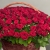 Композиция в корзине из 151 красной розы в Лосино-Петровском Композиция в корзине из 151 красной розы в Лосино-Петровском