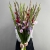Букет из 25 гладиолусов микс в Лосино-Петровском Букет из 25 гладиолусов микс в Лосино-Петровском