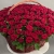 Композиция в корзине из 151 красной розы в Лосино-Петровском Композиция в корзине из 151 красной розы в Лосино-Петровском
