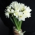 Букет из 25 нарциссов в Лосино-Петровском Букет из 25 нарциссов в Лосино-Петровском