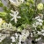 Садовый букет с сиренью, каллами и цветущими ветками в Лосино-Петровском Садовый букет с сиренью, каллами и цветущими ветками в Лосино-Петровском